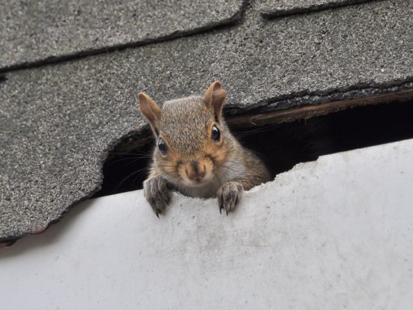 Sandpoint Wildlife Removal