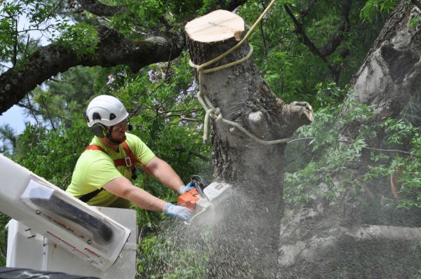 Sandpoint Tree Trimming