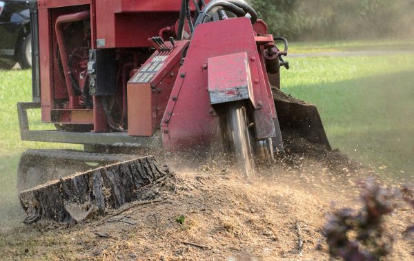 Sandpoint Tree Removal