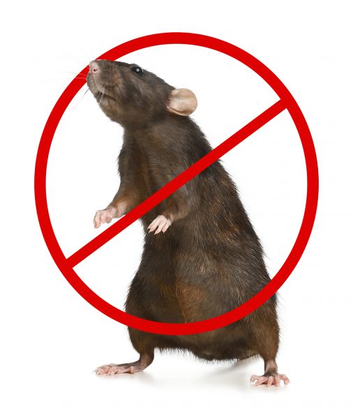 Sandpoint Pest Control Service